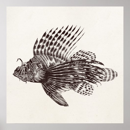 ヴィンテージ1905ライオンフィッシュさそりレトロライオン魚 ポスター (正面)
