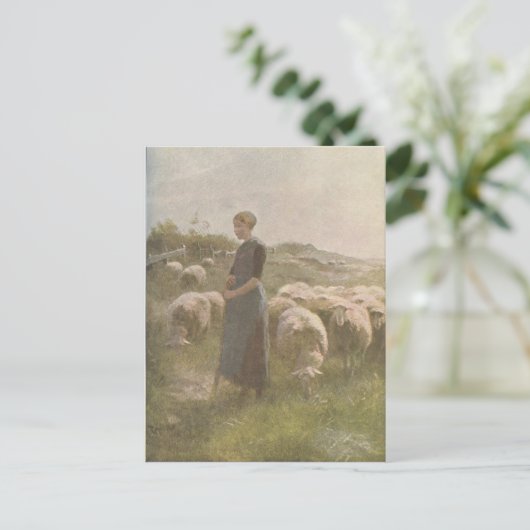 ヴィンテージ1907年牧草地における羊のイラストレーション ポストカード (スタンド正面)
