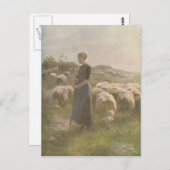 ヴィンテージ1907年牧草地における羊のイラストレーション ポストカード (正面/裏面)