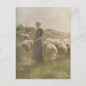 ヴィンテージ1907年牧草地における羊のイラストレーション ポストカード (正面)