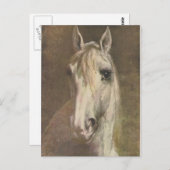 ヴィンテージ1907白い馬のイラストレーション ポストカード (正面/裏面)