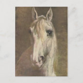 ヴィンテージ1907白い馬のイラストレーション ポストカード (正面)