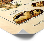 ヴィンテージ1909マッシュルームアートバイアドルフィミルロ ポスター (角)