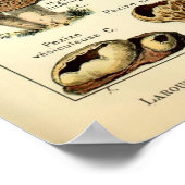 ヴィンテージ1909マッシュルームアートbyアドルフ・ミロ ポスター (角)