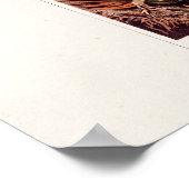 ヴィンテージ1911オーキッドフラワーバラエティイラストレーション ポスター (角)