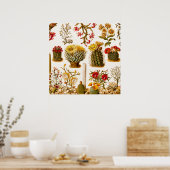 ヴィンテージ1911サボテン花オールドフローライラストレーション ポスター (キッチン)