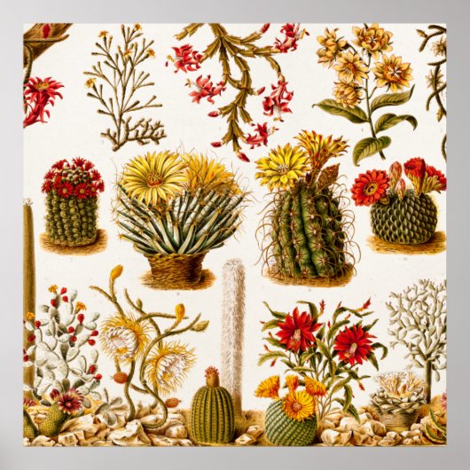 ヴィンテージ1911サボテン花オールドフローライラストレーション ポスター (正面)