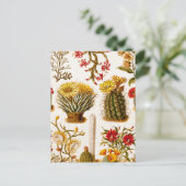 ヴィンテージ1911サボテン花オールドフローライラストレーション ポストカード (スタンド正面)