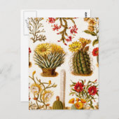 ヴィンテージ1911サボテン花オールドフローライラストレーション ポストカード (正面/裏面)