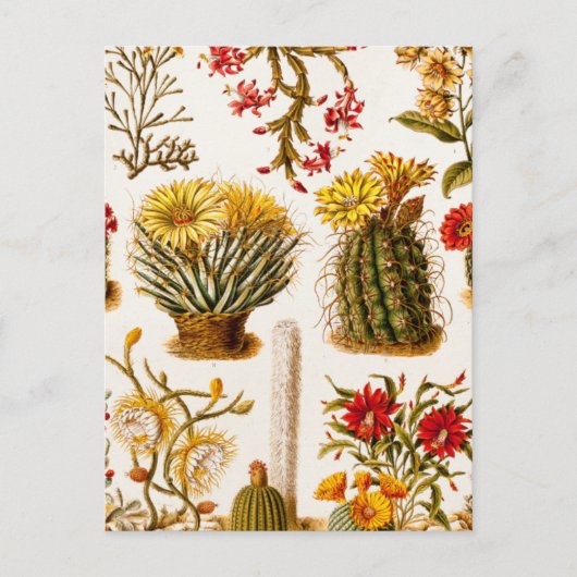ヴィンテージ1911サボテン花オールドフローライラストレーション ポストカード (正面)