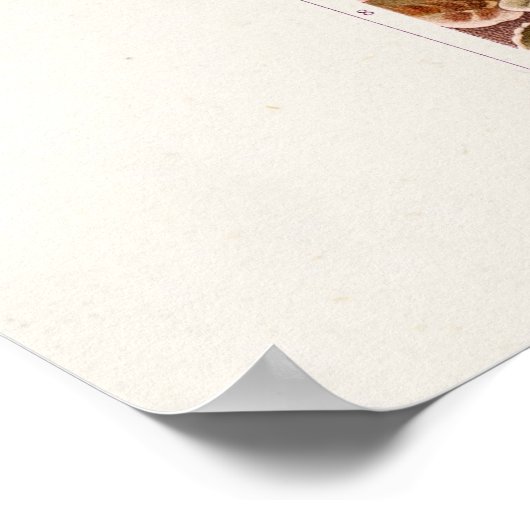 ヴィンテージ1911ピンクオーキッドフラワーイラストレーション ポスター (角)