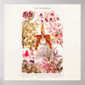 ヴィンテージ1911ピンクオーキッドフラワーイラストレーション ポスター (正面)