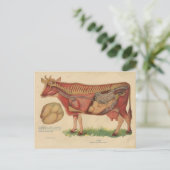 ヴィンテージ1912牛解剖学イラストレーション ポストカード (スタンド正面)