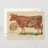 ヴィンテージ1912牛解剖学イラストレーション ポストカード (正面/裏面)