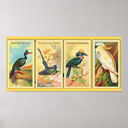ヴィンテージ4つの熱帯鳥が1つのイラストレーション ポスター (正面)