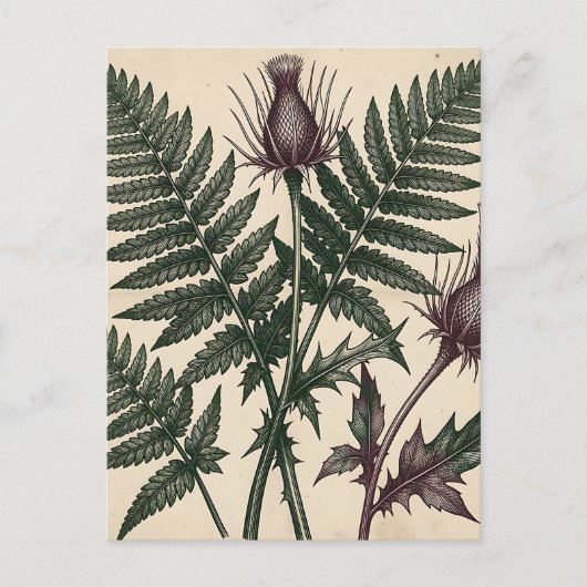 ヴィンテージ アザミとシダの植物画 ポストカード (正面)