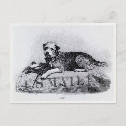 ヴィンテージ アメリカ郵便犬 写真 ポストカード (正面)