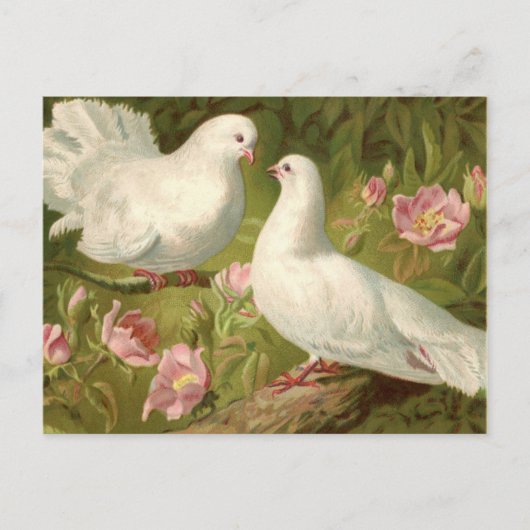 ヴィンテージ イースターの2羽の鳩とピンクのバラ ポストカード (正面)