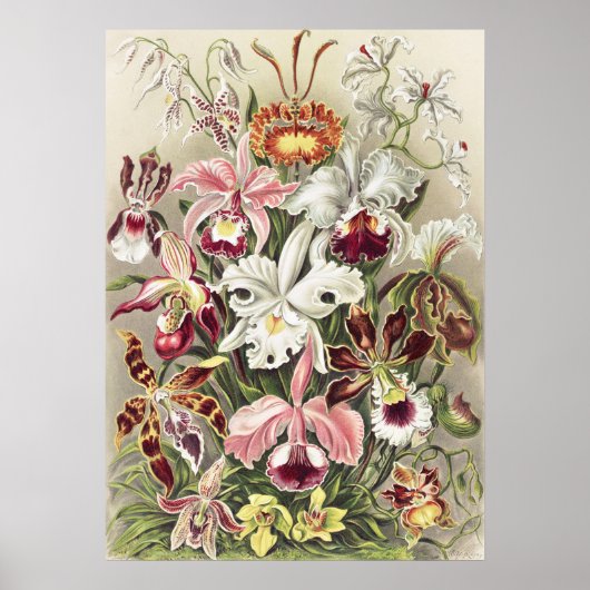 ヴィンテージ エルンスト・ヘッケルのオルキデア植物画 ポスター (正面)