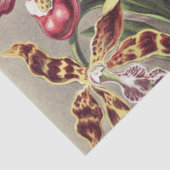 ヴィンテージ エルンスト・ヘッケル オーキッド植物画 薄葉紙 (詳細)