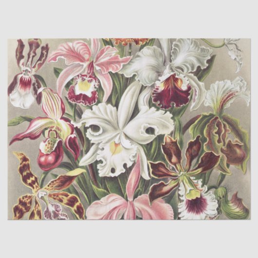 ヴィンテージ エルンスト・ヘッケル オーキッド植物画 薄葉紙 (正面)