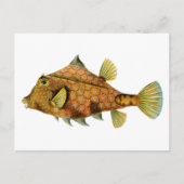 ヴィンテージ オレンジ色の魚 ポストカード (正面)