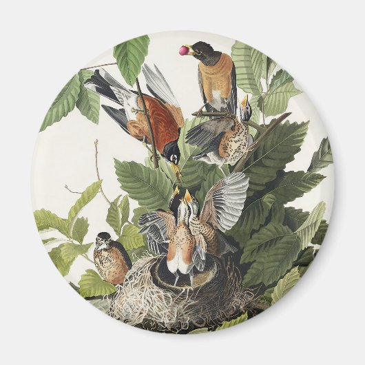 ヴィンテージ オーデュボン アメリカコマツグミ 鳥の巣 アート マグネット (正面)