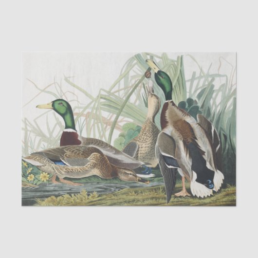 ヴィンテージ オーデュボン マガモ 野生生物アート 薄葉紙 (正面)