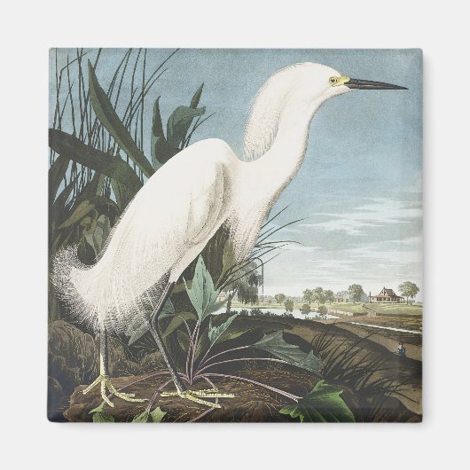 ヴィンテージ オーデュボン ユキコサギ 白鷺 鳥アート マグネット (正面)