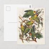 ヴィンテージ オードュボン カロライナインコ 鳥 アート ポストカード (正面/裏面)