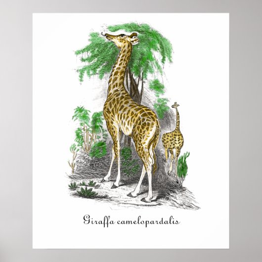 ヴィンテージ キリン イラスト  Giraffa camelopardal ポスター (正面)
