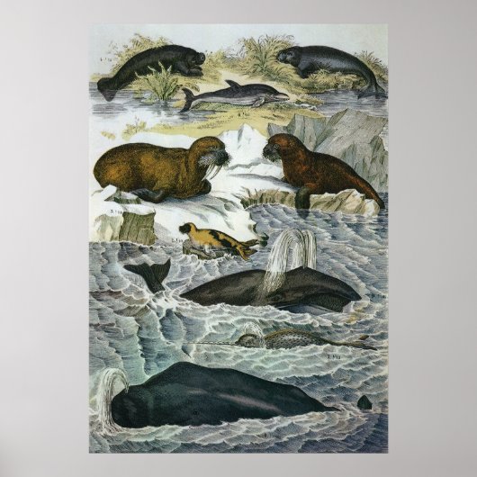 ヴィンテージ クジラ、アザラシ、セイウ、海洋動物 ポスター (正面)