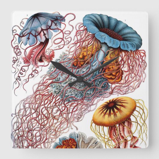 ヴィンテージ·クラゲ著Ernst Haeckel、Discomedusae スクエア壁時計 (正面)