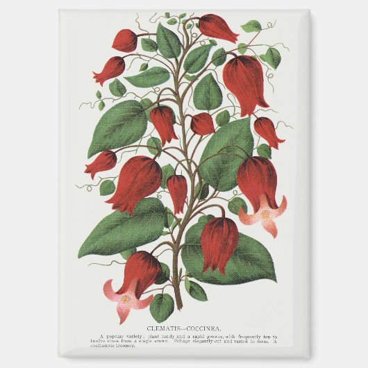ヴィンテージ クレマチス・コキネア 赤い花の芸術 マグネット (正面)