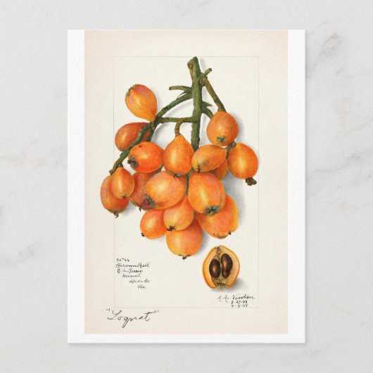 ヴィンテージ 「クワの実」 アマンダ・アルミラ・ニュートン ポストカード (正面)