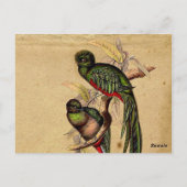 ヴィンテージ・ケツァルエレガント鳥テーブル番号 ポストカード (裏面)