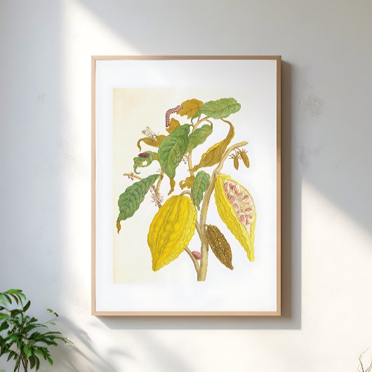 ヴィンテージ ココアの植物画 ポスター