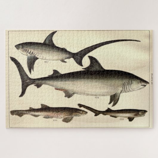 ヴィンテージ・シャークの例示図(1901) ジグソーパズル (横)