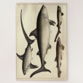 ヴィンテージ・シャークの例示図(1901) ジグソーパズル (縦)