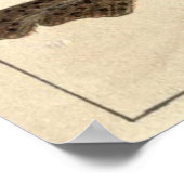 ヴィンテージ・シャークの例示図(1901) ポスター (角)