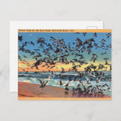 ヴィンテージ,シーガル,リホボトビーチ,デラウェア ポストカード (正面/裏面)