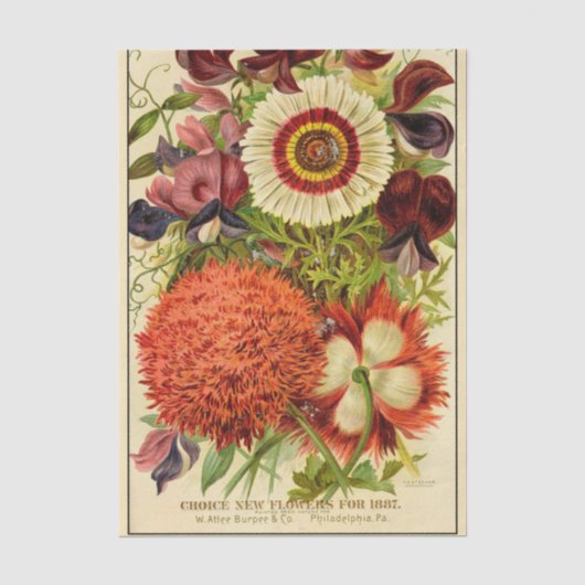 ヴィンテージ シードカタログ バルピー 新花 1887 薄葉紙 (正面)