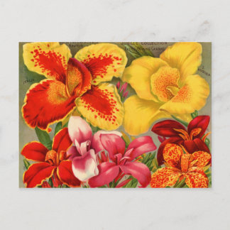 ヴィンテージ シード パケット カード、切手、ギフト ポストカード