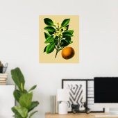 ヴィンテージ スイートオレンジの植物画 ポスター (ホームオフィス)
