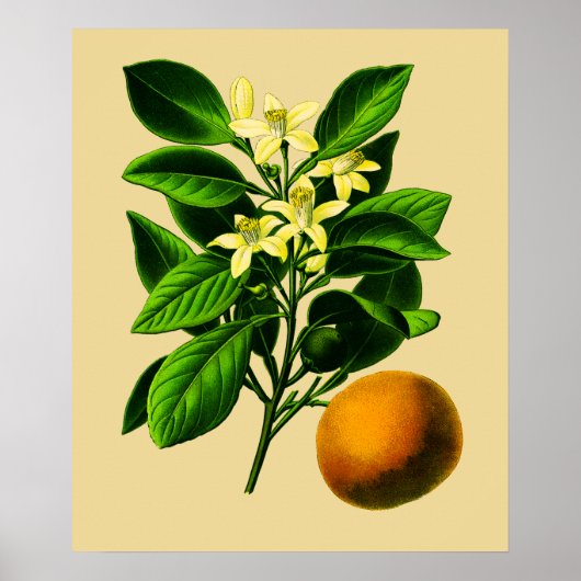 ヴィンテージ スイートオレンジの植物画 ポスター (正面)