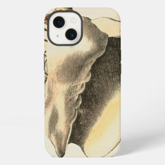ヴィンテージ セピア色のホラガイ iPhoneケース (裏面)