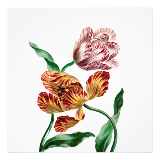 ヴィンテージ チューリップ植物画 フォトプリント (正面)