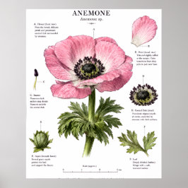 ヴィンテージ フラワー アナトミー アート | 植物学的研究 ポスター