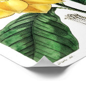 ヴィンテージ フラワー イラスト ポスター (角)