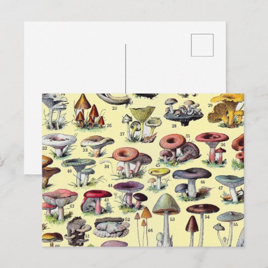 ヴィンテージ フランス キノコ コテージコア 植物画 ポストカード (正面/裏面)